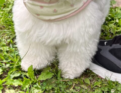 犬の写真