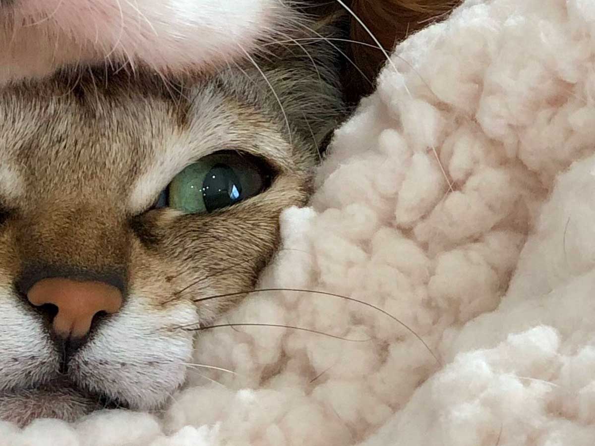 猫の写真