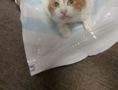 猫の写真