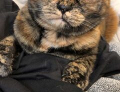 猫の写真