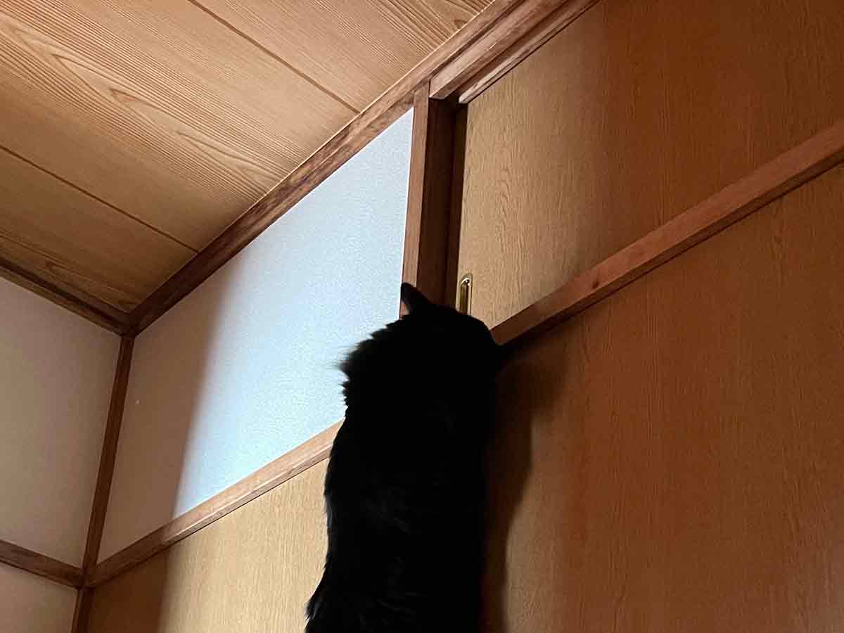 黒猫の写真