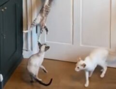猫の写真