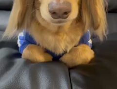 飼い主「顔が面白すぎて…」　正面から見た犬に「鶴瓶さん？」「全部許してくれそう」