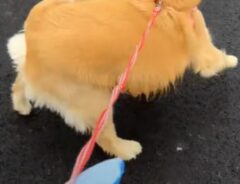 散歩中のゴールデンレトリバーの写真