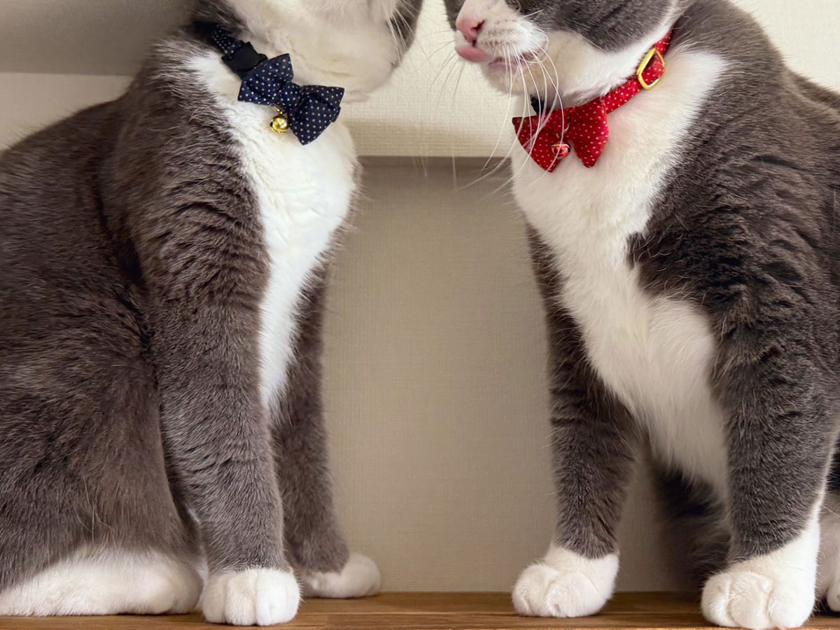猫の写真