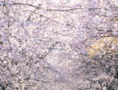 桜並木の写真