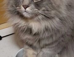 猫の写真