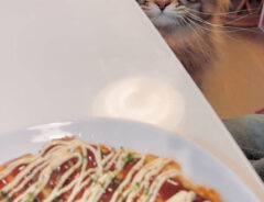 猫とお好み焼きの写真