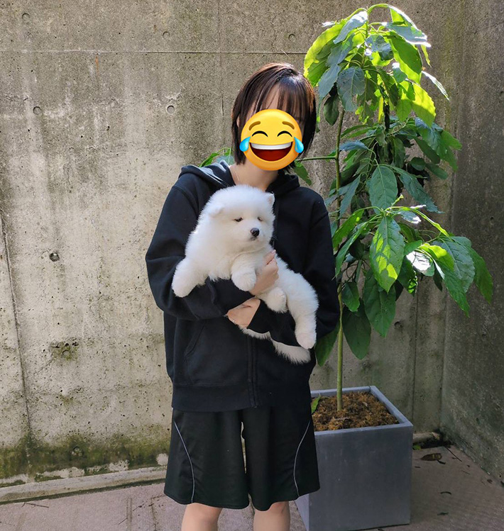 サモエドの写真