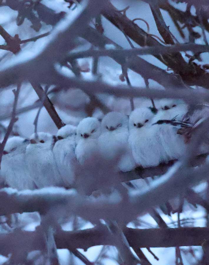 シマエナガの写真