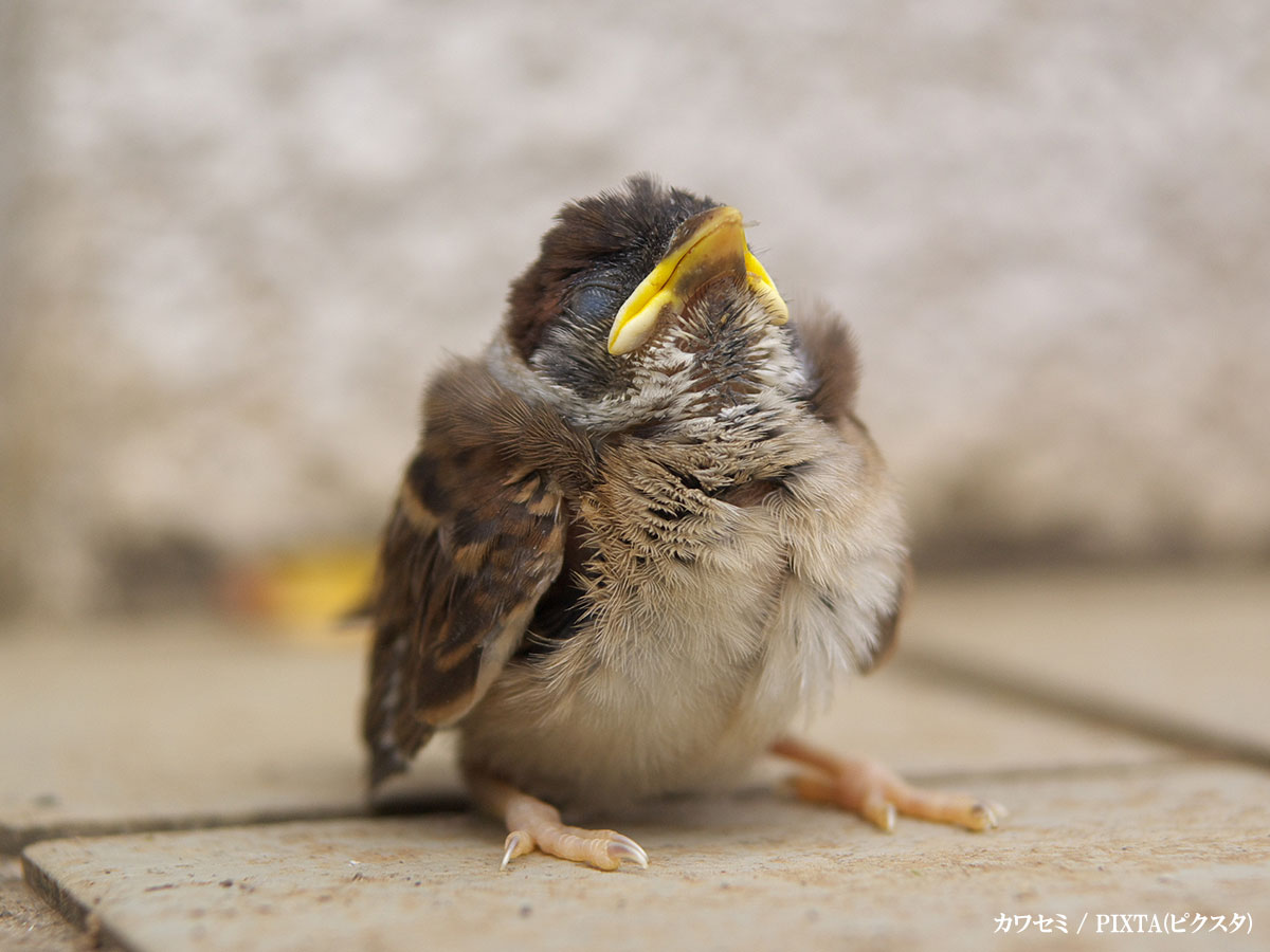 ヒナ鳥