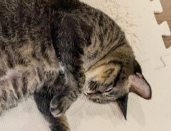 猫の写真