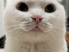 猫の画像