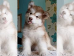 フリフリフリ～♪ 首をふり続ける子犬、キュートなしぐさにメロメロ！