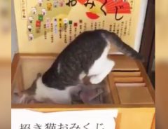 『招き猫おみくじ』を引くぞ！→大吉以上の幸運に悶えて、引けなかった…