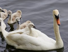 ママの背中に乗り込め～　白鳥の親子、本物のスワンボードだ！