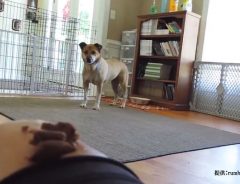 人間に心を閉ざした、１匹の保護犬　２年後の『心を開いた瞬間』に涙