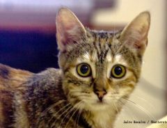 猫「なんだ、おまえか」　地震の揺れで不安にならないように飼い主がとった対策