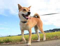 暑い日に犬の散歩をしたら？　大抵こうなります