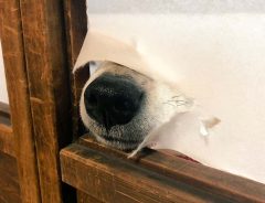 飼い主の帰宅を喜びすぎた柴犬が？　まさかの展開に、ジワジワくる