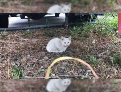 トラックの下にいた１匹の子猫　気になって奥をのぞくと…？