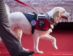 ドナルドダックに出会った介助犬　すると多くの人が癒される行動を…