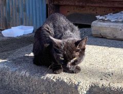 父の職場に現れた、険しい目つきの猫　その後の変化に「泣ける」「素敵！」