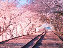 「美しくて涙が出そう」「癒される」　ピンク色に染まる桜の写真に感動【全４枚】