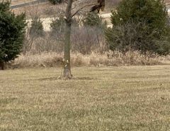 家の中に愛猫の姿が見えない　窓の外を見てみると？　「嘘だろ…」