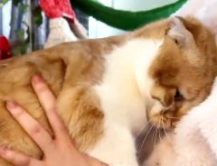 腕の中に頭をうずめる猫、その理由に「頑張って」「気持ちは分かる」