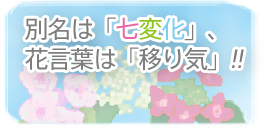 別名は「七変化」、花言葉は「移り気」!!