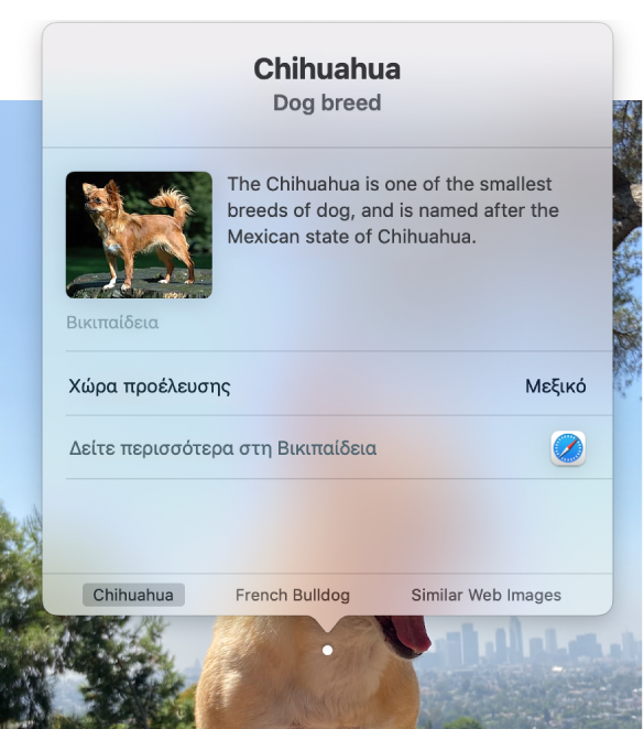 Μια φωτογραφία ενός Τσιουάουα που κάθεται σε έναν βράχο, με το παράθυρο «Οπτική εύρεση» που εμφανίζει πληροφορίες για τη ράτσα Τσιουάουα.