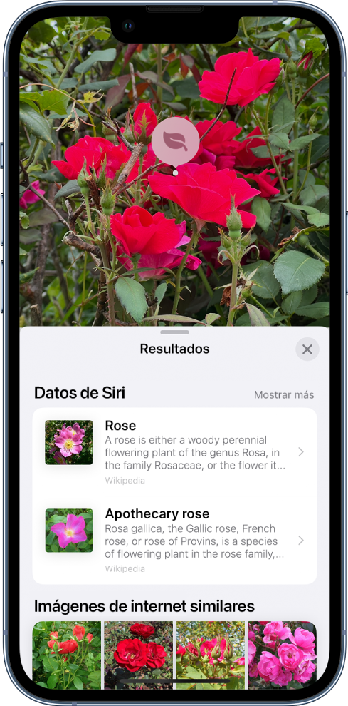 Hay abierta una foto en la parte superior de la pantalla. En la foto hay una rosa y encima aparece un icono “Buscador visual” La mitad inferior de la pantalla muestra datos de Siri sobre las rosas e imágenes de internet similares.