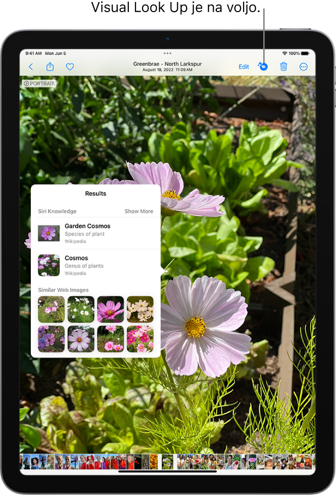 Fotografija je odprta v knjižnici aplikacije Photos. Na vrhu zaslona gumb Info prikaže ikono, ki označuje, da so na voljo informacije Visual Look Up. Gumb je izbran in na zaslonu se prikažejo rezultati Visual Look Up.