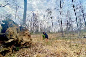 foraging in the appalachian foothills