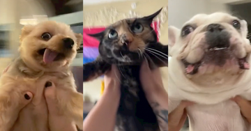 august spinning pet tiktok trend