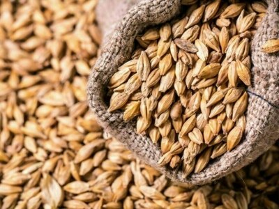 Lahore Grain Market Rates