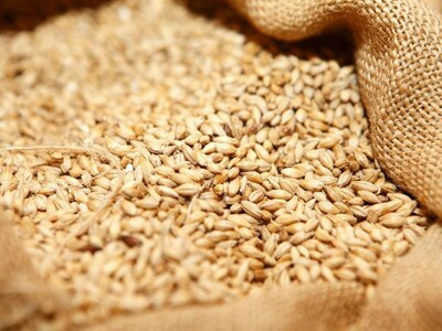 Lahore Grain Market Rates