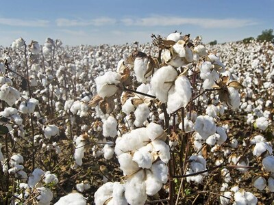 Mills away from business activity on cotton market