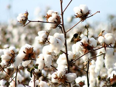 Cotton market: Mills take less interest in fresh buying