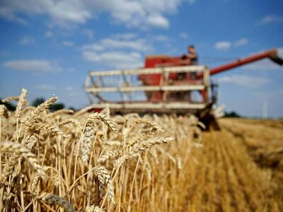 Lahore Grain Market Rates