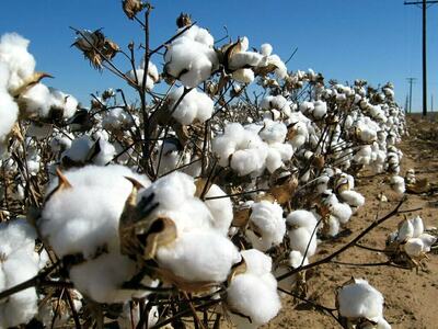 Cotton market: Buyers conspicuous by their absence