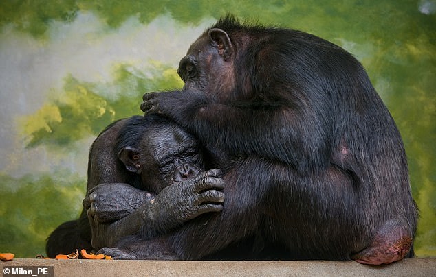 Humans are apes, and our closest living relatives include gorillas and chimpanzees (pictured)