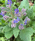 200 Semi Borragine Borago Officinalis Borage Bourrache seeds