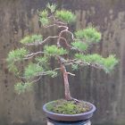 Bonsai di Pino nero giapponese H. 85