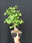 Bonsai Ginko Biloba 