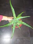 2 Piante di Aloe Saponaria (Maculata) da coltivazione biologica Lotto