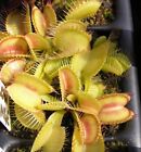 Semi (10) di Dionaea muscipula 'Yellow giant'