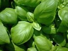 Lot De 50 Graines De Basilic Grand Vert, Plante Aromatique Semences Graines Seed