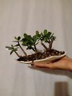 Bonsai Crassula Ovata - Albero Di Giada - Jade Bonsai - Boschetto Su Lastra